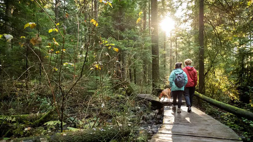 Two people hiking with a dog along a trail through the forest.